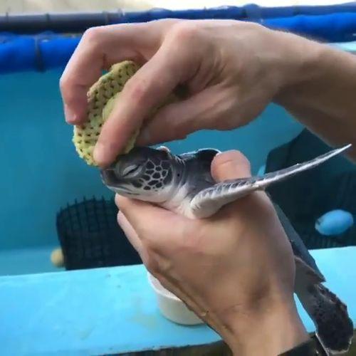 小海龟视频,小海龟的奇幻海洋之旅