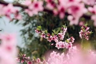 桃花笑视频,穿越时空的浪漫邂逅